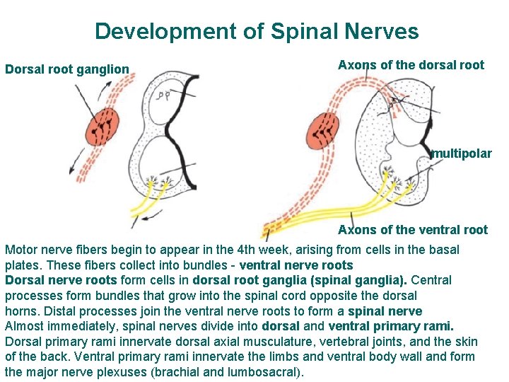 Development of Spinal Nerves Dorsal root ganglion Axons of the dorsal root multipolar Axons