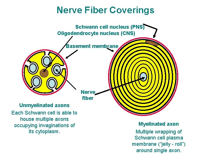 Nerve Fiber Coverings Schwann cell nucleus (PNS) Oligodendrocyte nucleus (CNS) Basement membrane Nerve fiber