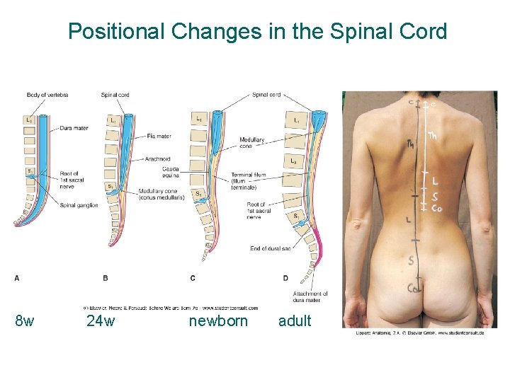 Positional Changes in the Spinal Cord 8 w 24 w newborn adult 