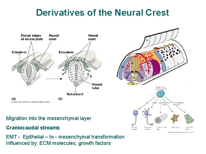 Derivatives of the Neural Crest Migration into the mesenchymal layer Craniocaudal streams EMT -