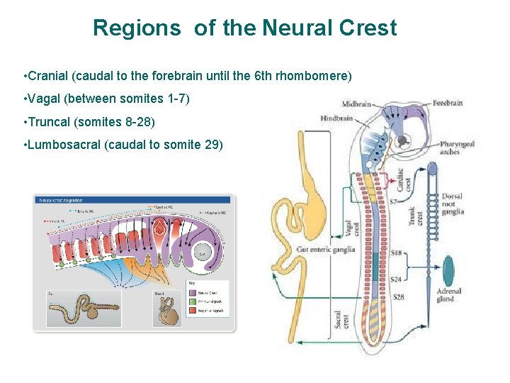 Regions of the Neural Crest • Cranial (caudal to the forebrain until the 6