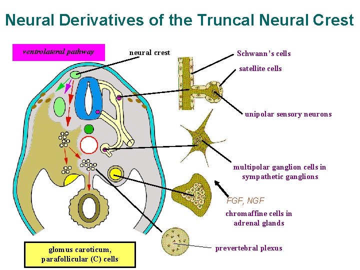 Neural Derivatives of the Truncal Neural Crest ventrolateral pathway neural crest Schwann’s cells satellite