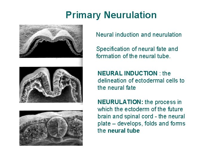 Primary Neurulation Neural induction and neurulation Specification of neural fate and formation of the