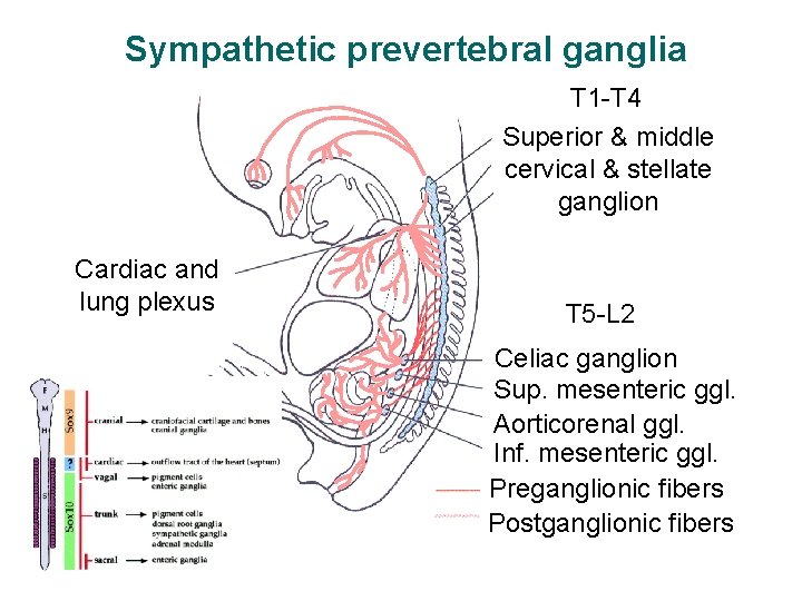 Sympathetic prevertebral ganglia T 1 -T 4 Superior & middle cervical & stellate ganglion