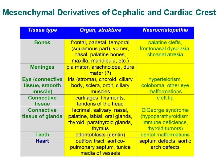 Mesenchymal Derivatives of Cephalic and Cardiac Crest 