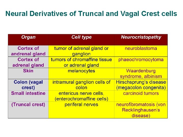 Neural Derivatives of Truncal and Vagal Crest cells 