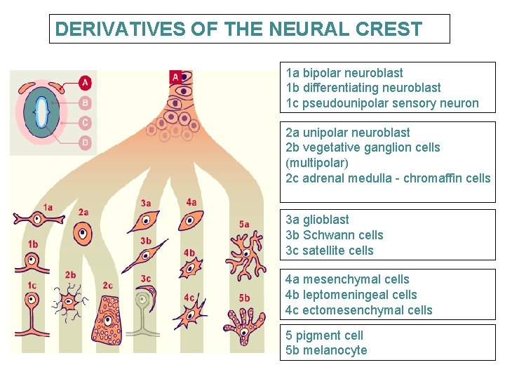 DERIVATIVES OF THE NEURAL CREST 1 a bipolar neuroblast 1 b differentiating neuroblast 1