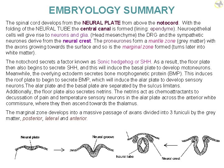 EMBRYOLOGY SUMMARY The spinal cord develops from the NEURAL PLATE from above the notocord.