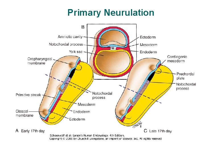 Primary Neurulation 