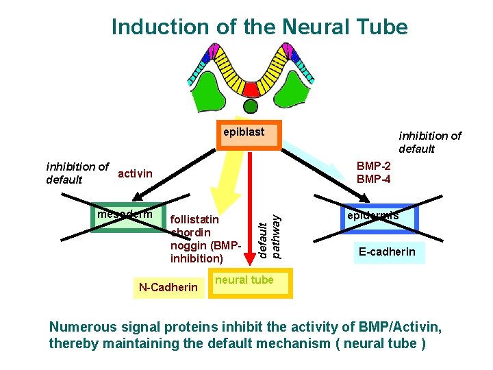 Induction of the Neural Tube epiblast BMP-2 BMP-4 follistatin chordin noggin (BMPinhibition) N-Cadherin default