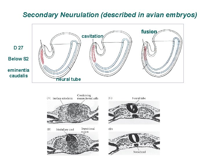 Secondary Neurulation (described in avian embryos) cavitation D 27 Below S 2 eminentia caudalis