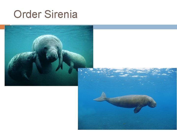 Order Sirenia 
