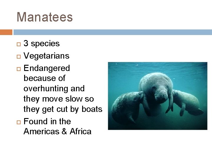 Manatees 3 species Vegetarians Endangered because of overhunting and they move slow so they