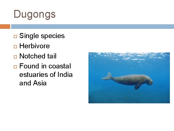 Dugongs Single species Herbivore Notched tail Found in coastal estuaries of India and Asia