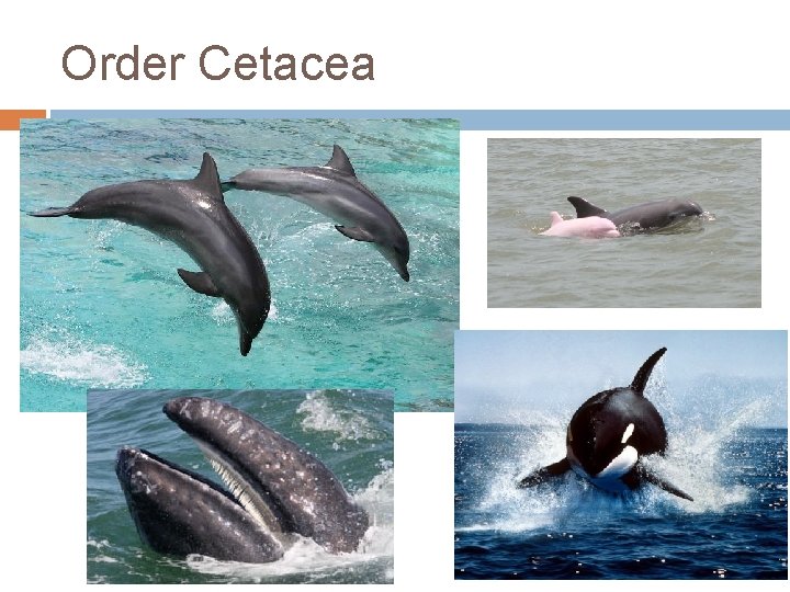 Order Cetacea 