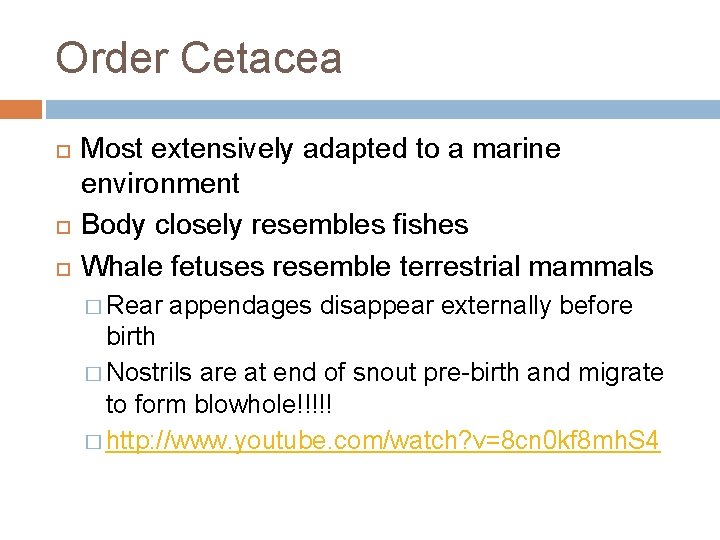 Order Cetacea Most extensively adapted to a marine environment Body closely resembles fishes Whale