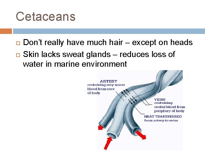 Cetaceans Don’t really have much hair – except on heads Skin lacks sweat glands