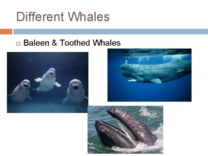 Different Whales Baleen & Toothed Whales 