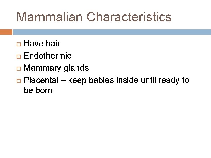 Mammalian Characteristics Have hair Endothermic Mammary glands Placental – keep babies inside until ready