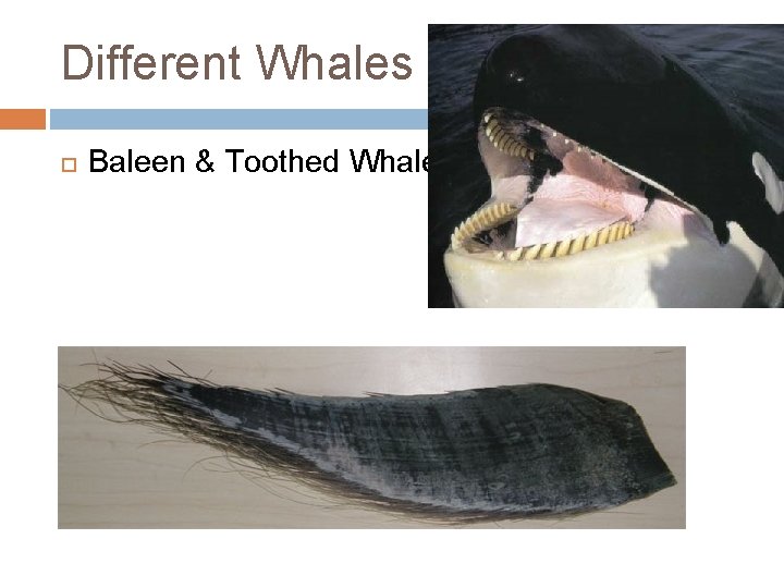 Different Whales Baleen & Toothed Whales 