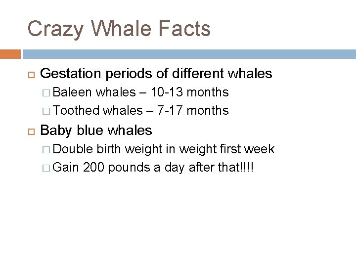 Crazy Whale Facts Gestation periods of different whales � Baleen whales – 10 -13