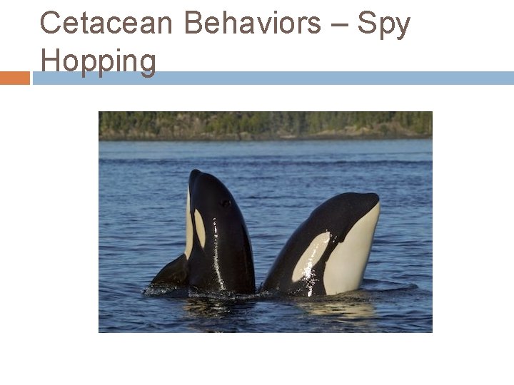 Cetacean Behaviors – Spy Hopping 