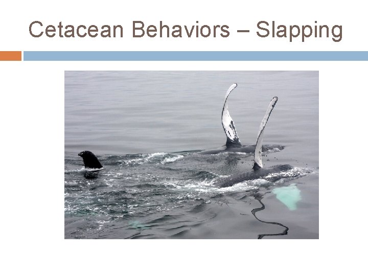 Cetacean Behaviors – Slapping 