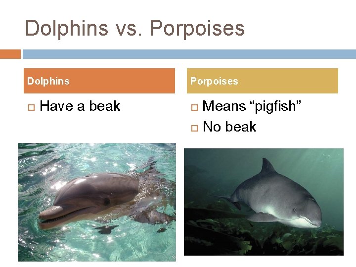 Dolphins vs. Porpoises Dolphins Have a beak Porpoises Means “pigfish” No beak 
