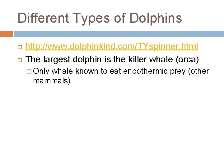 Different Types of Dolphins http: //www. dolphinkind. com/TYspinner. html The largest dolphin is the