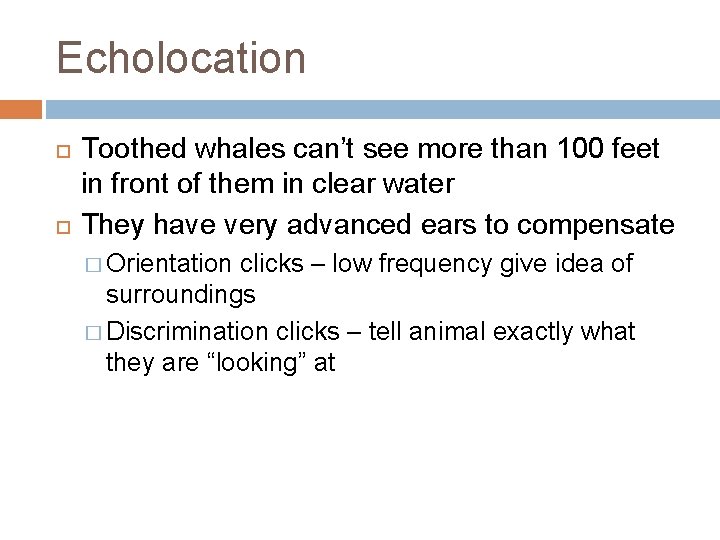 Echolocation Toothed whales can’t see more than 100 feet in front of them in