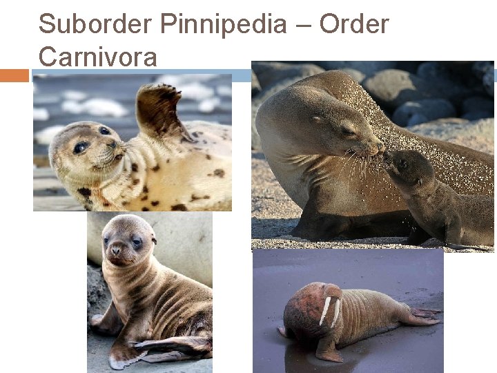 Suborder Pinnipedia – Order Carnivora 