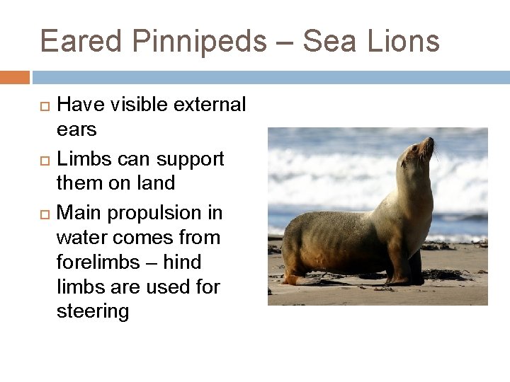 Eared Pinnipeds – Sea Lions Have visible external ears Limbs can support them on