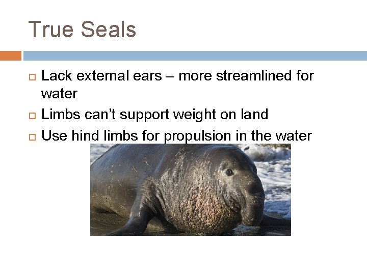 True Seals Lack external ears – more streamlined for water Limbs can’t support weight