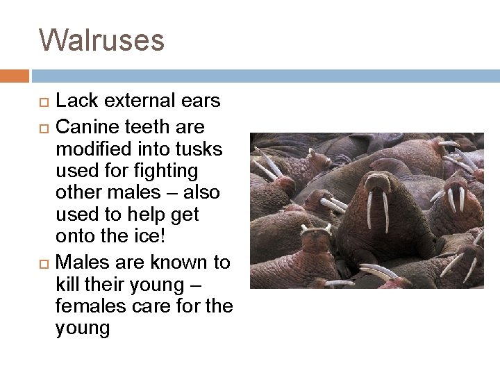 Walruses Lack external ears Canine teeth are modified into tusks used for fighting other