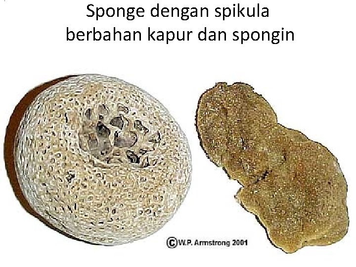 . Sponge dengan spikula berbahan kapur dan spongin • . 