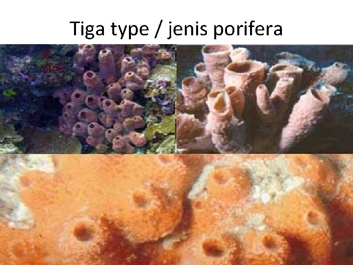 Tiga type / jenis porifera 