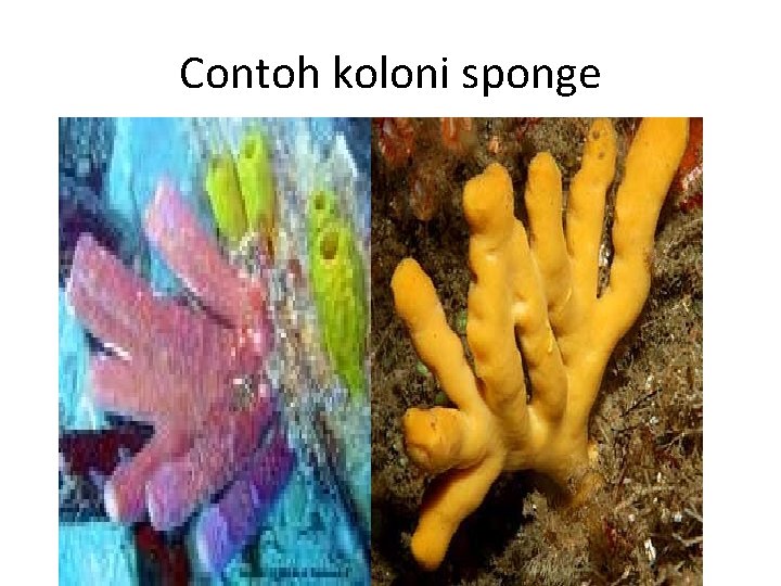 Contoh koloni sponge 