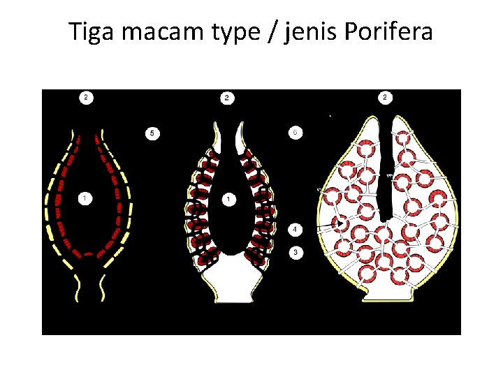 Tiga macam type / jenis Porifera 