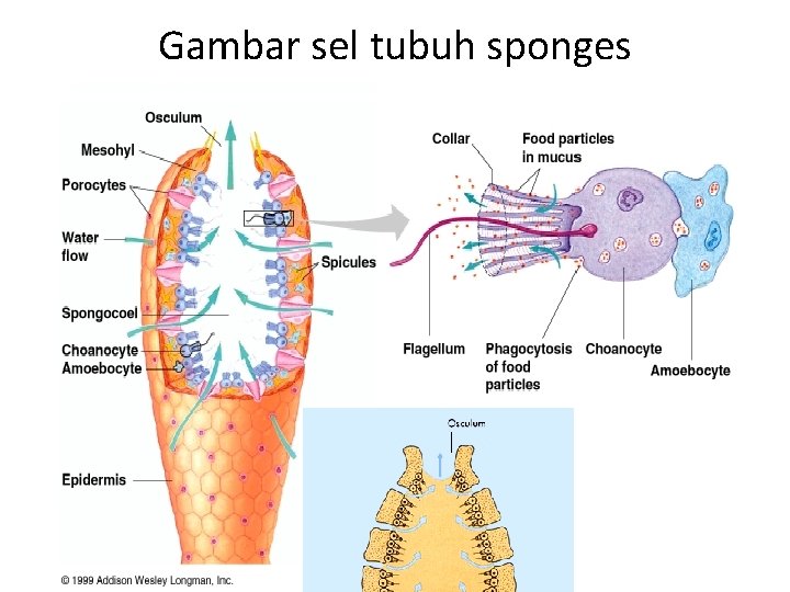 Gambar sel tubuh sponges 
