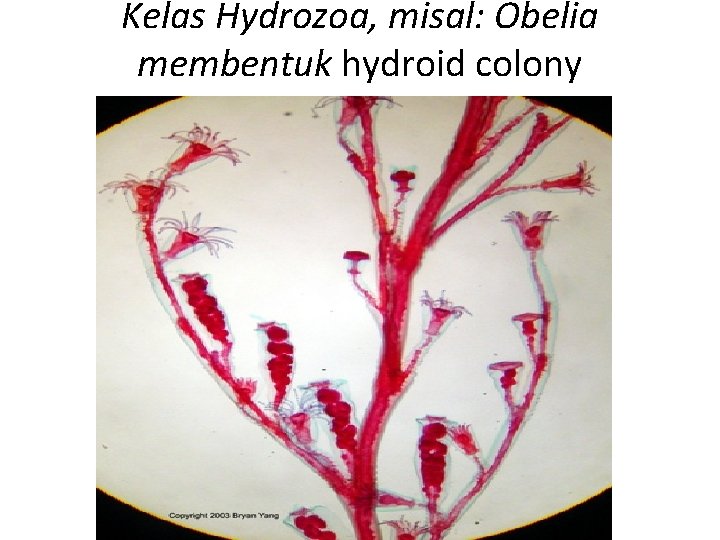 Kelas Hydrozoa, misal: Obelia membentuk hydroid colony 