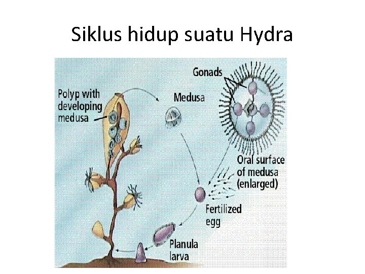 Siklus hidup suatu Hydra 