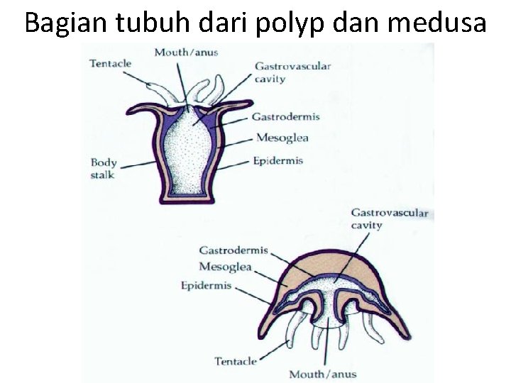 Bagian tubuh dari polyp dan medusa 