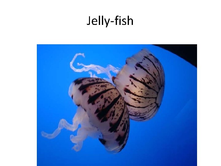Jelly-fish 