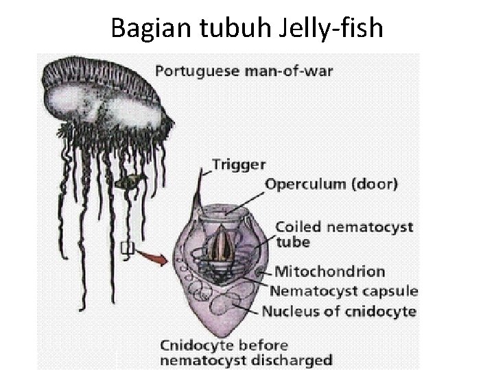 Bagian tubuh Jelly-fish 