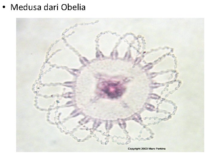  • Medusa dari Obelia 