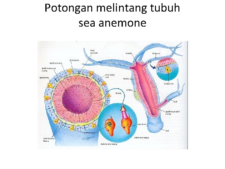 Potongan melintang tubuh sea anemone 