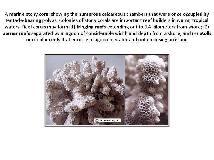 A marine stony coral showing the numerous calcareous chambers that were once occupied by