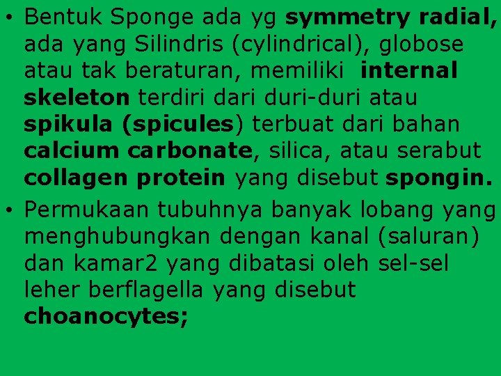  • Bentuk Sponge ada yg symmetry radial, ada yang Silindris (cylindrical), globose atau