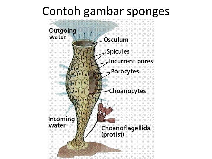 Contoh gambar sponges 