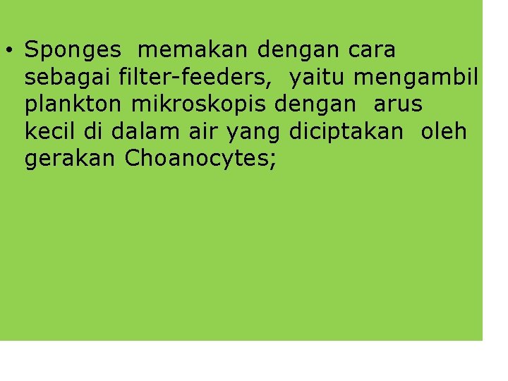  • Sponges memakan dengan cara sebagai filter-feeders, yaitu mengambil plankton mikroskopis dengan arus